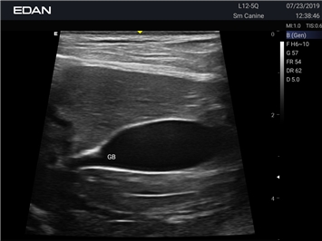 EDAN Acclarix AX8 VET